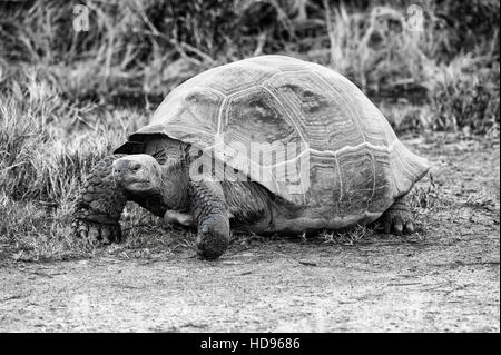 Le Galapagos La tartaruga gigante (Geochelone elephantophus vandenburgi), Bahia Urvina, Isabela Island, Galapagos, Ecuador, Patrimonio Mondiale dell Unesco Foto Stock