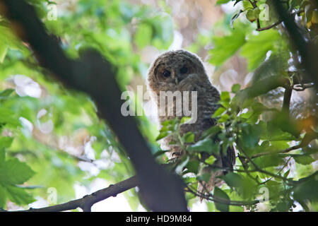 Un giovane Allocco pulcino (Strix aluco) appollaiato su un ramo staring giù a fotocamera, Cornwall, Inghilterra, Regno Unito. Foto Stock