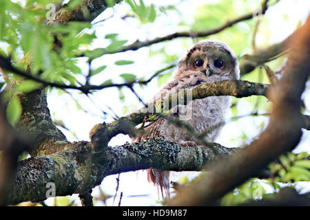 Un giovane Allocco pulcino (Strix aluco) appollaiato su un ramo staring giù a fotocamera, Cornwall, Inghilterra, Regno Unito. Foto Stock