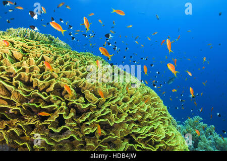 Arancio brillante scuola di pesce mare Goldie o Lyretail Anthias (Pseudanthias squamipinnis) e Bicolor Castagnole (Chromis dimidiata) Foto Stock