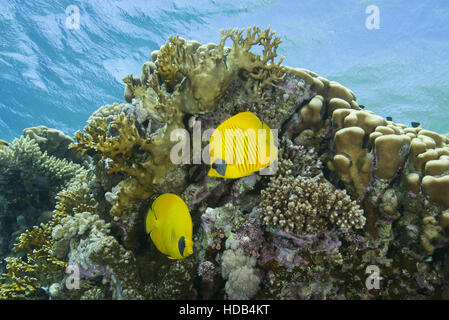 Farfalla mascherato, Golden butterflyfish o Bluecheek butterflyfish (Chaetodon semilarvatus) stare vicino alla barriera corallina, Mar Rosso a Sharm El Sheikh Foto Stock