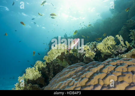 Scuola di pesce mare goldie, lyretail coralfish, lyretail anthias o scalefin anthias (Pseudanthias squamipinnis) nuotare nella barriera corallina Foto Stock