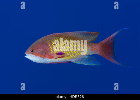 Mare maschio goldie, lyretail coralfish, lyretail anthias o scalefin anthias (Pseudanthias squamipinnis) sullo sfondo di acqua blu, Mar Rosso Foto Stock