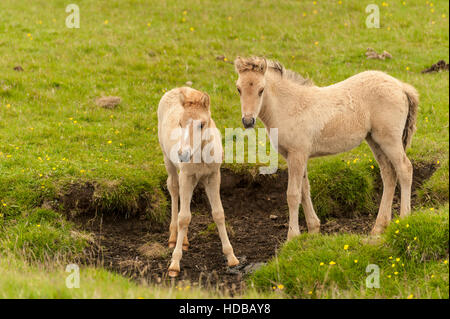 Due giovani cavalli islandesi (Equus caballus ferus) - puledro e puledra - in un prato nel sud dell'Islanda. Foto Stock