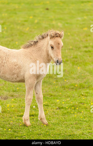 Un giovane cavallo islandese (Equus caballus ferus) - puledro - in un prato nel sud dell'Islanda. Foto Stock