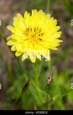 Texas tarassaco, Goliad County, Texas Foto Stock