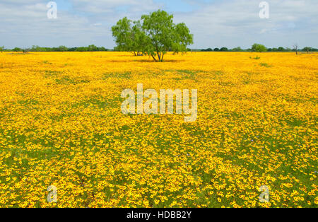 Giallo campo a margherita con mesquite, Goliad County, Texas Foto Stock