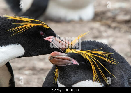 Maccheroni penguin (Eudyptes chrysolophus) adulto nel corteggiamento nella colonia di allevamento nelle isole Falkland Foto Stock