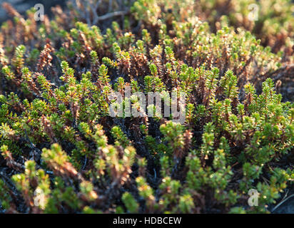 Crowberry piante di sera la luce solare, close-up Foto Stock