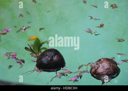 Noce di cocco germogliati galleggianti in un cubano crocodile pool al Miami Zoo. Foto Stock