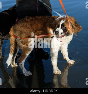 San Bernardo di andare a fare una passeggiata e giocando sulla spiaggia Foto Stock