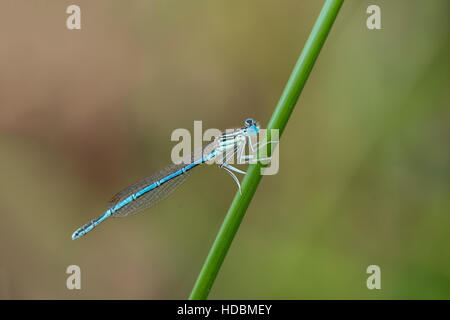 Bianco-Damselfly zampe Foto Stock