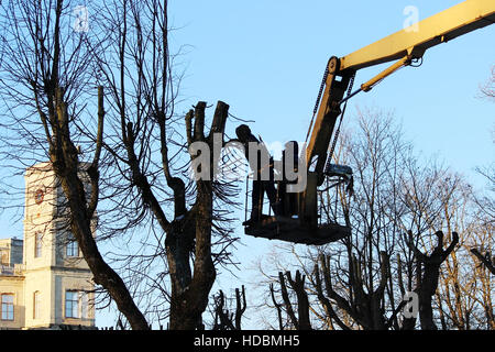 I lavoratori di tagliare rami e i rivestimenti di alberi limes usando il ponte nel parco. Foto Stock