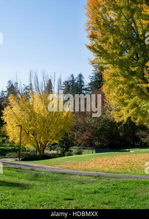 Vista panoramica del ginkgo alberi in autunno a UC Davis arboreto, Davis, California, su una mattina di sole, visualizzazione bright foglie di giallo Foto Stock