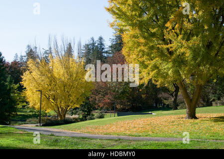 Vista panoramica del ginkgo alberi in autunno a UC Davis arboreto, Davis, California, su una mattina di sole, con bright foglie di giallo Foto Stock