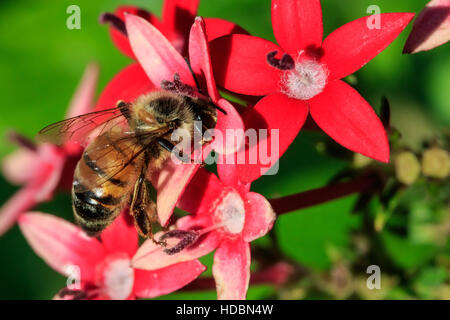 Una maggiore Bumble Bee seduti su alcuni fiori nel cortile. Foto Stock