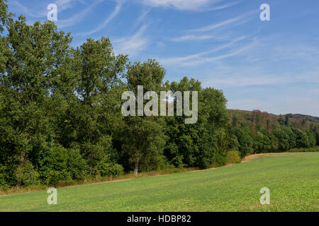 Pioppi vicino polle, Weseruplands, Bassa Sassonia, Germania Foto Stock