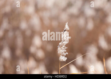 Comune di bianco reed con sfondo blured Foto Stock