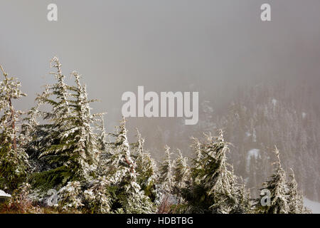 WA12958-00...WASHINGTON - un interludio di sole durante una tempesta di neve sulla sommità del picco della cassetta postale nella cascata montagne vicino a North Bend. Foto Stock