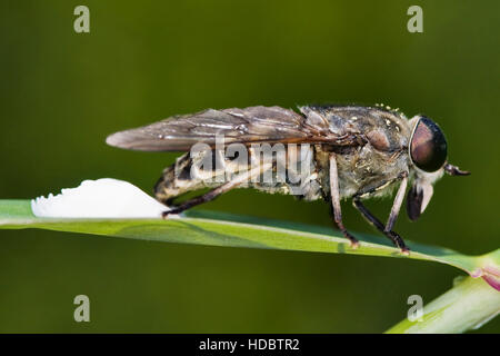 Il Gigante scuro Horsefly (Tabanus sudeticus) deposizione delle uova Foto Stock