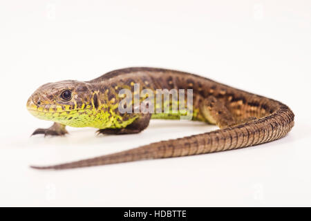 Sabbia femmina Lizard (Lacerta agilis) Foto Stock