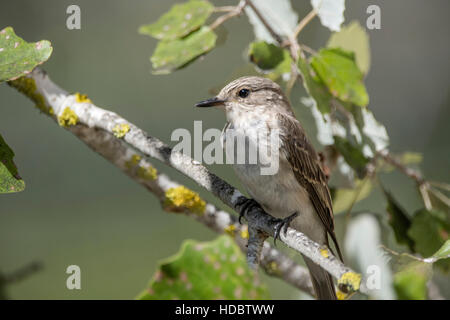 Spotted Flycatcher (Muscicapa striata) seduta nella struttura ad albero su un ramo, Parco Naturale de S'Albufera, Maiorca, SPAGNA Foto Stock