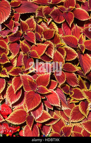 Coleus (Solenostemon scutellarioides), Tirolo, Austria Foto Stock