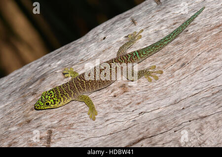 In piedi il giorno gecko (Phelsuma standingi), Zombitse National Park, Sud-ovest del Madagascar Foto Stock