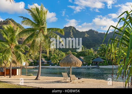 Sedie a sdraio sulla spiaggia con palme, Mo'Orea, South Pacific, Polinesia Francese Foto Stock