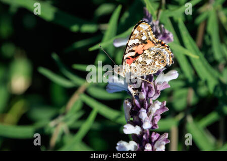 Dipinto di Lady, Vanessa cardui), che si trova nel cortile giardino fiorito. Questa immagine mostra anche la underwing Foto Stock