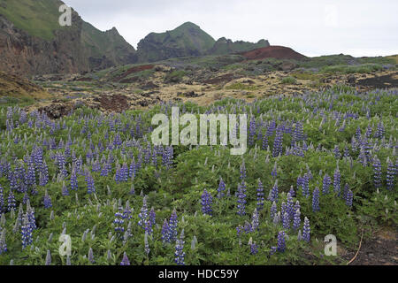 Lupini selvatici (lupinus nootkatensis) crescente sui fianchi di eldfell, scoppiata nel 1973, heimaey, Islanda. Foto Stock