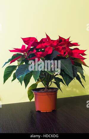 Poinsettia fiorire di fiori in un vaso sul tavolo. Euphorbia pulcherrima. Foto Stock