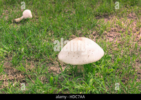Grandi e di colore marrone e bianco in stile toadstool fungo in una miscela di lussureggiante erba verde e marrone erba essiccata. Foto Stock