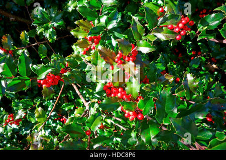 Holly berry arbusto Foto Stock