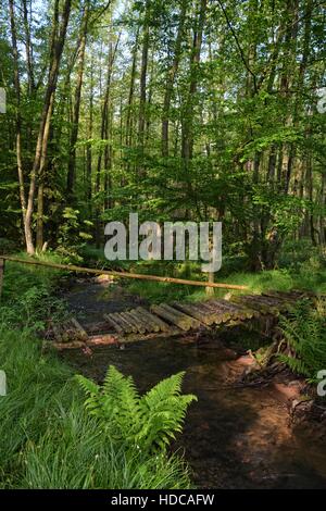 Il marcio vecchio ponte sul torrente nel bosco Foto Stock