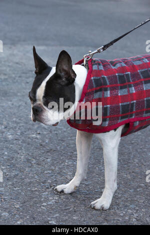 Tredici anni di Boston Terrier con la camicia e il guinzaglio fuori per una passeggiata nel tempo freddo. Foto Stock