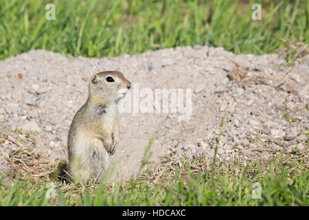 Richardson di massa (scoiattolo Urocitellus richardsonii) in piedi accanto al burrow Foto Stock