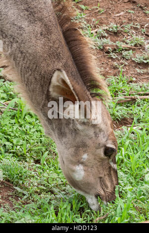 Kudu femmina quando mangiare nel Pilanesberg Game Reserve, Sud Africa. Foto Stock