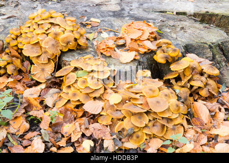 Chiodino o Boot-lace fungo Armillaria mellea. Crescendo su vecchi tagliare il moncone, Novembre Sussex, Regno Unito Foto Stock