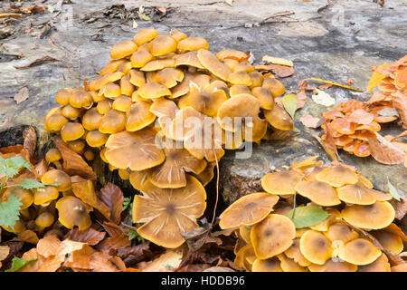 Chiodino o Boot-lace fungo Armillaria mellea. Crescendo su vecchi tagliare il moncone, Novembre Sussex, Regno Unito Foto Stock