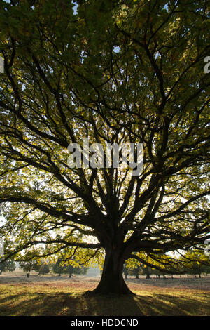 Rovere Quercus petraea novembre Inghilterra REGNO UNITO Foto Stock