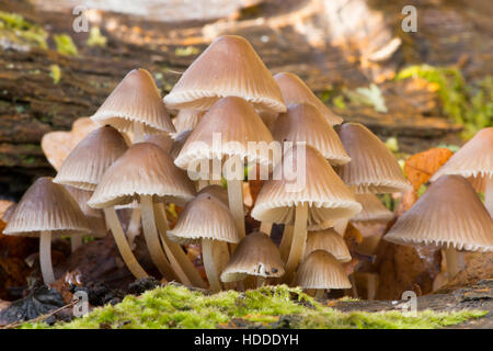 Piccolo cofano toadstools, specie sconosciute. Crescente sul tronco di albero caduto. Sussex, Regno Unito. Novembre. Foto Stock