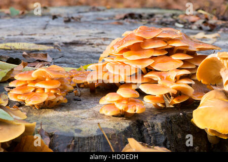 Il gambo di velluto (Flammulina velutipes) Novembre, crescendo su taglio ceppo di albero. Sussex, Regno Unito. Foto Stock