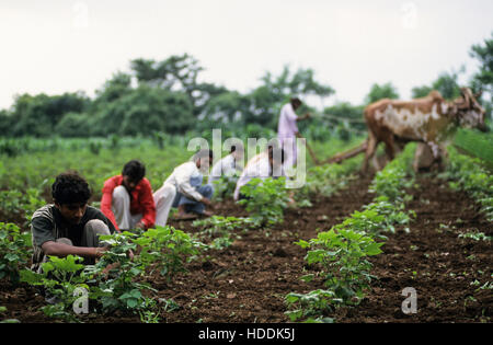 INDIA, Madhya Pradesh, Kasrawad, cotone biologico agricoltura, agricoltore erbacce campo di cotone con ox Foto Stock