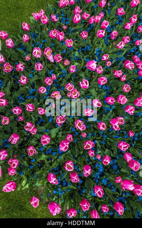 Tulipani rosa in Olanda Flower Garden Foto Stock