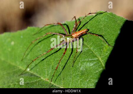 Una lince spider si riscalda al sole su una foglia in San Bernardino montagne Settembre 9, 2016 in East Fork Creek, California. Foto Stock