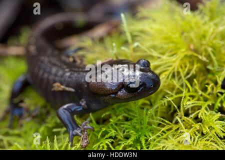 Un marrone northwestern salamander abita le praterie presso la Oregon Coast National Wildlife Refuge Nestucca complesso Bay National Wildlife Refuge Aprile 3, 2016 in Tillamook, Oregon. Foto Stock