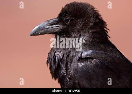 Vista di profilo di un comune raven nel Parco Nazionale di Canyonlands Maggio 24, 2012 in Utah. Foto Stock