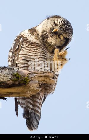 Un selvaggio northern hawk-gufo siede su di un lembo di albero persico nel nero di una foresta di pioppi neri americani Ottobre 4, 2016 in Kodaik Isola, Alaska. Foto Stock