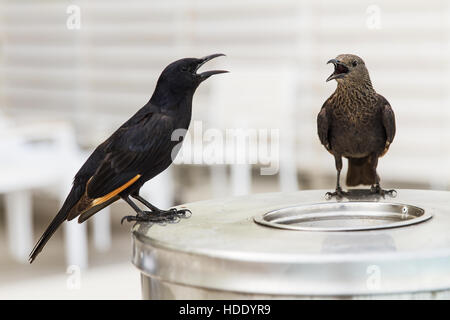 Tristram's Starling o Tristram's Grackle (Onychognathus tristramii) . Foto Stock